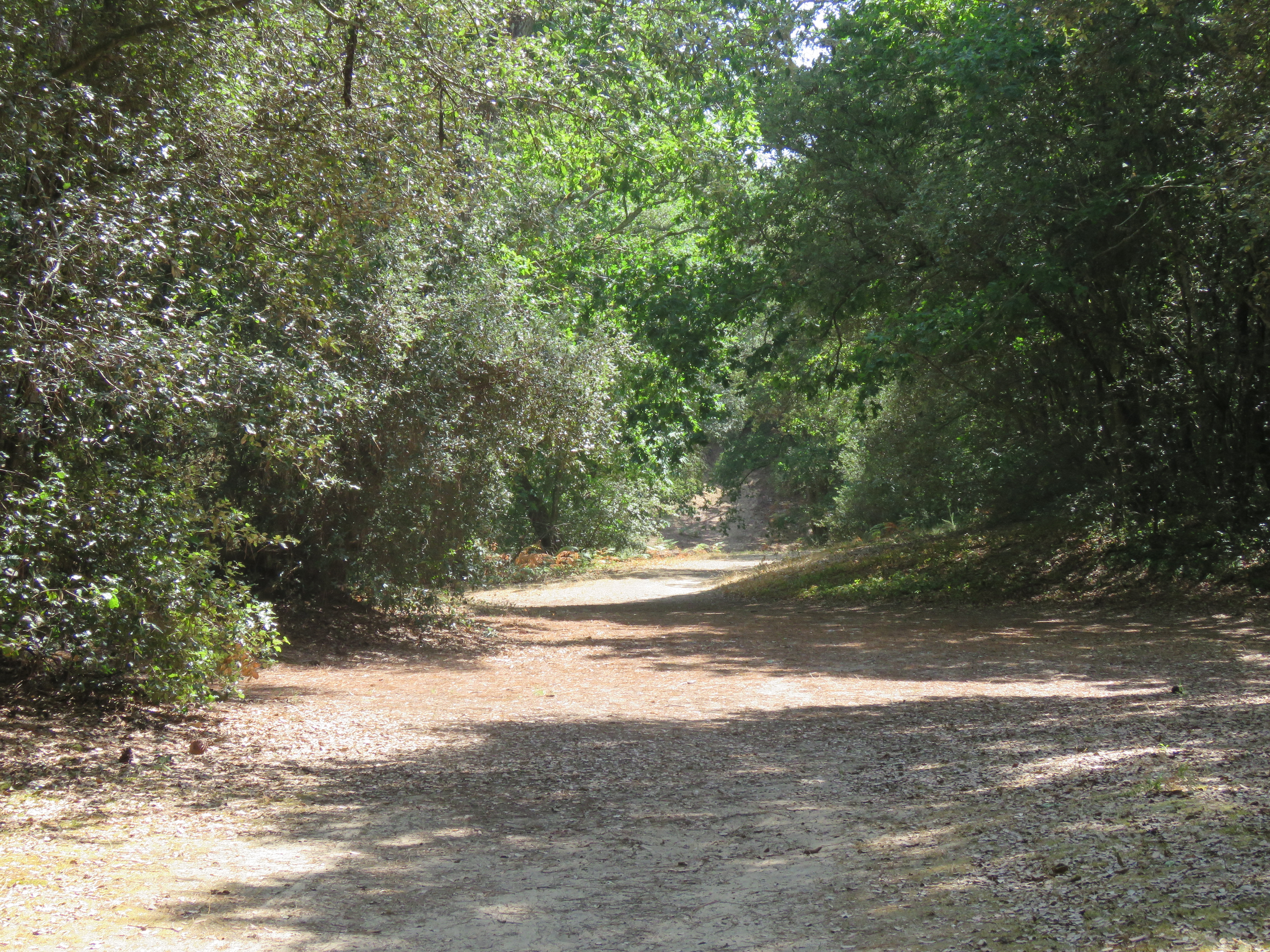 La forêt entre Saint-Vincent-sur-Jard et Jard-sur-Mer