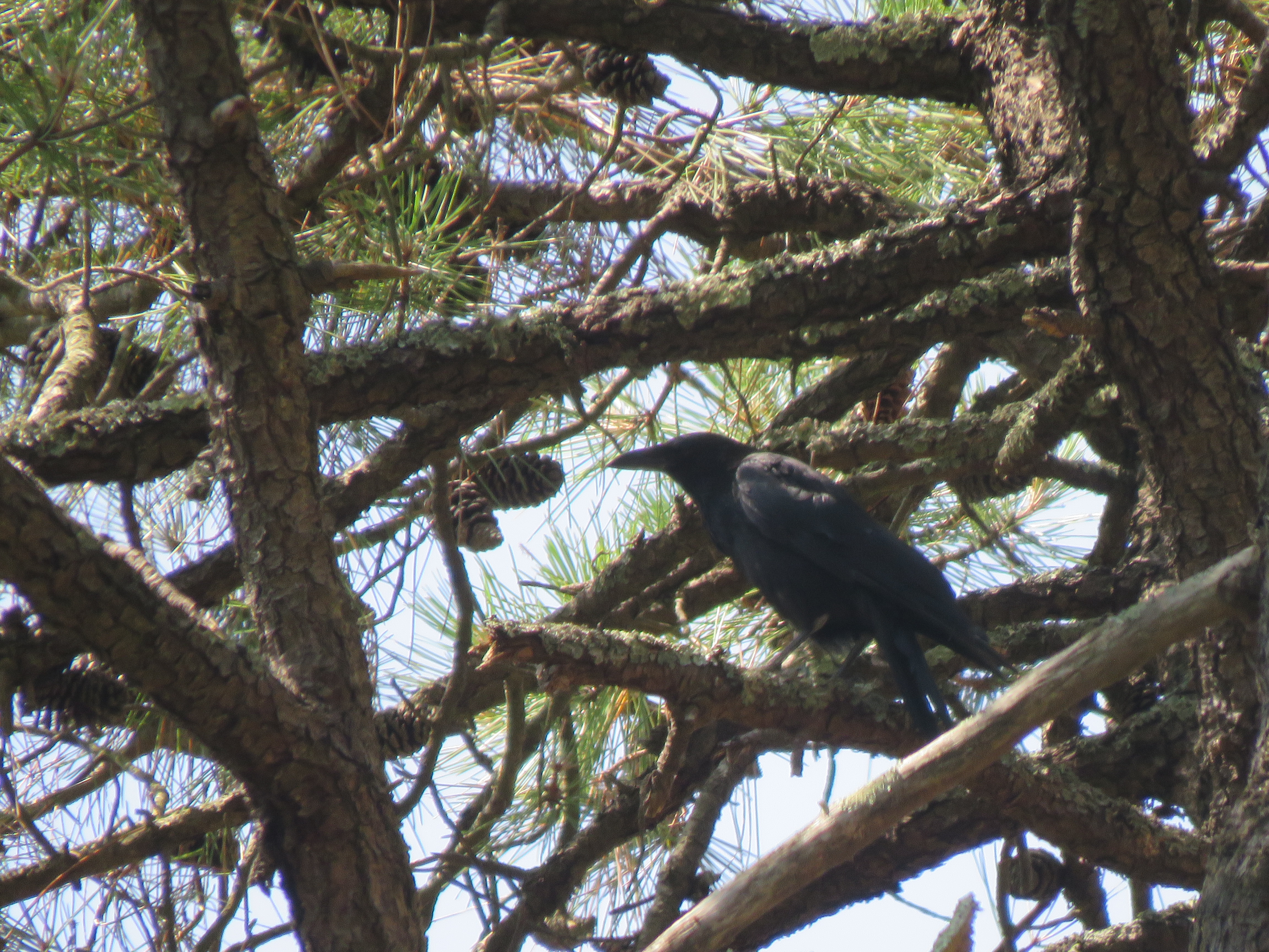 Corbeau à Saint-Vincent-sur-Jard