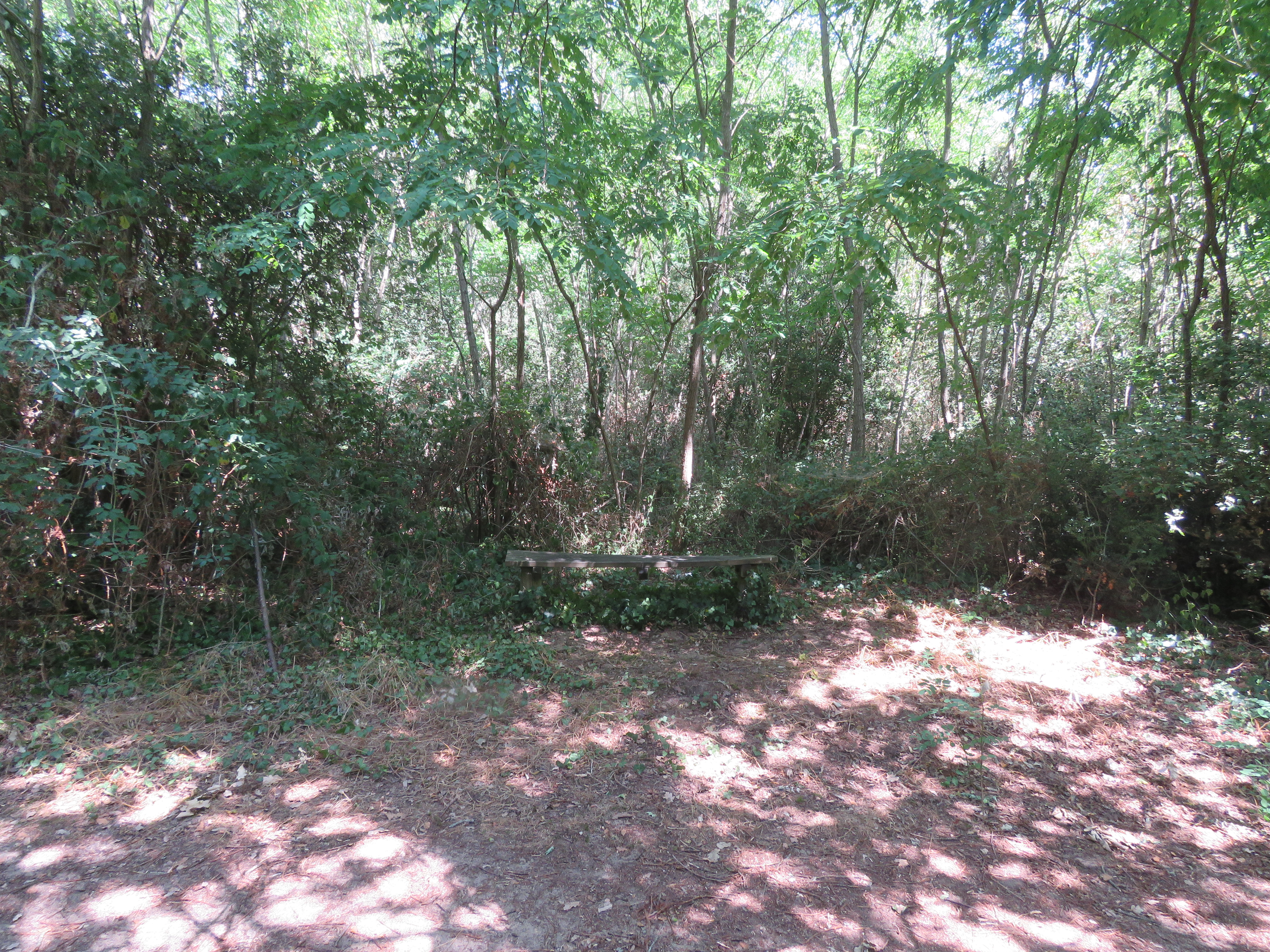 La forêt domaniale à Saint-Vincent-sur-Jard