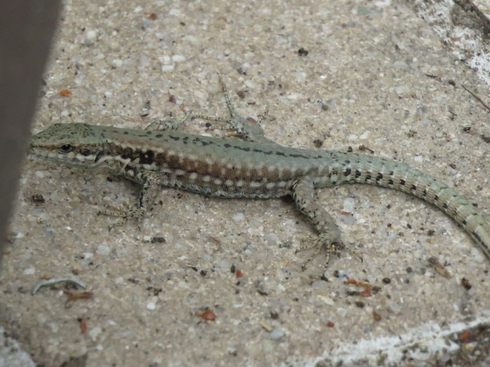 Lézard des murailles à Moutiers-les-Mauxfaits