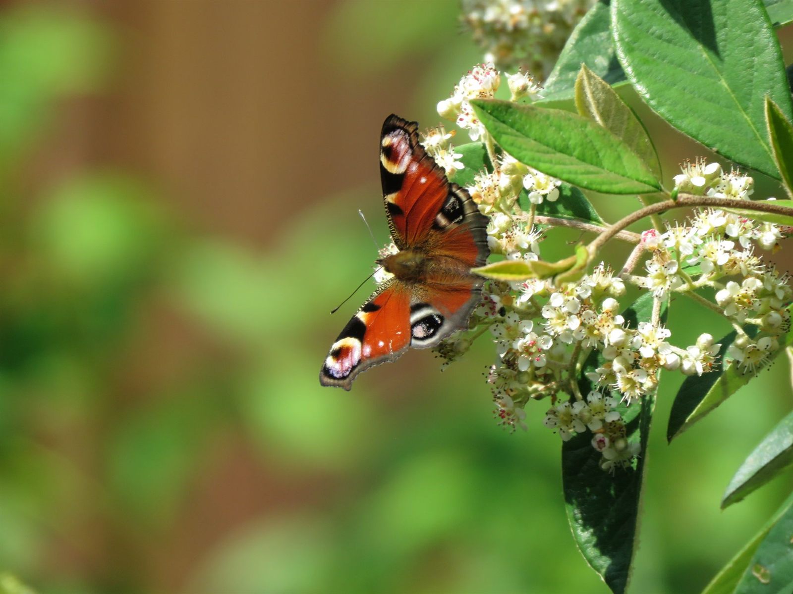 Papillon paon-du-jour à Moutiers-les-Mauxfaits