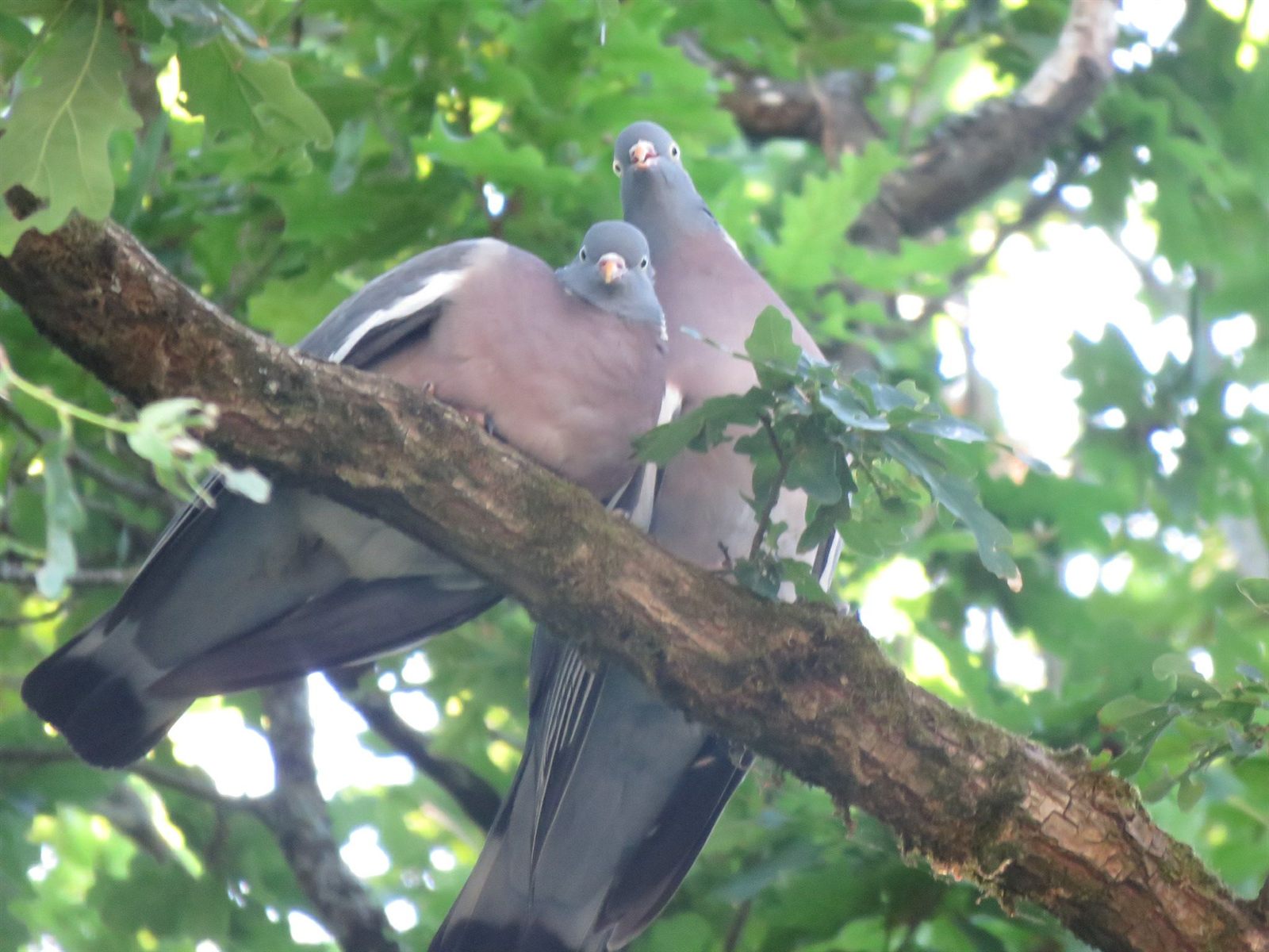 Pigeons ramiers (couple) à Moutiers-les-Mauxfaits