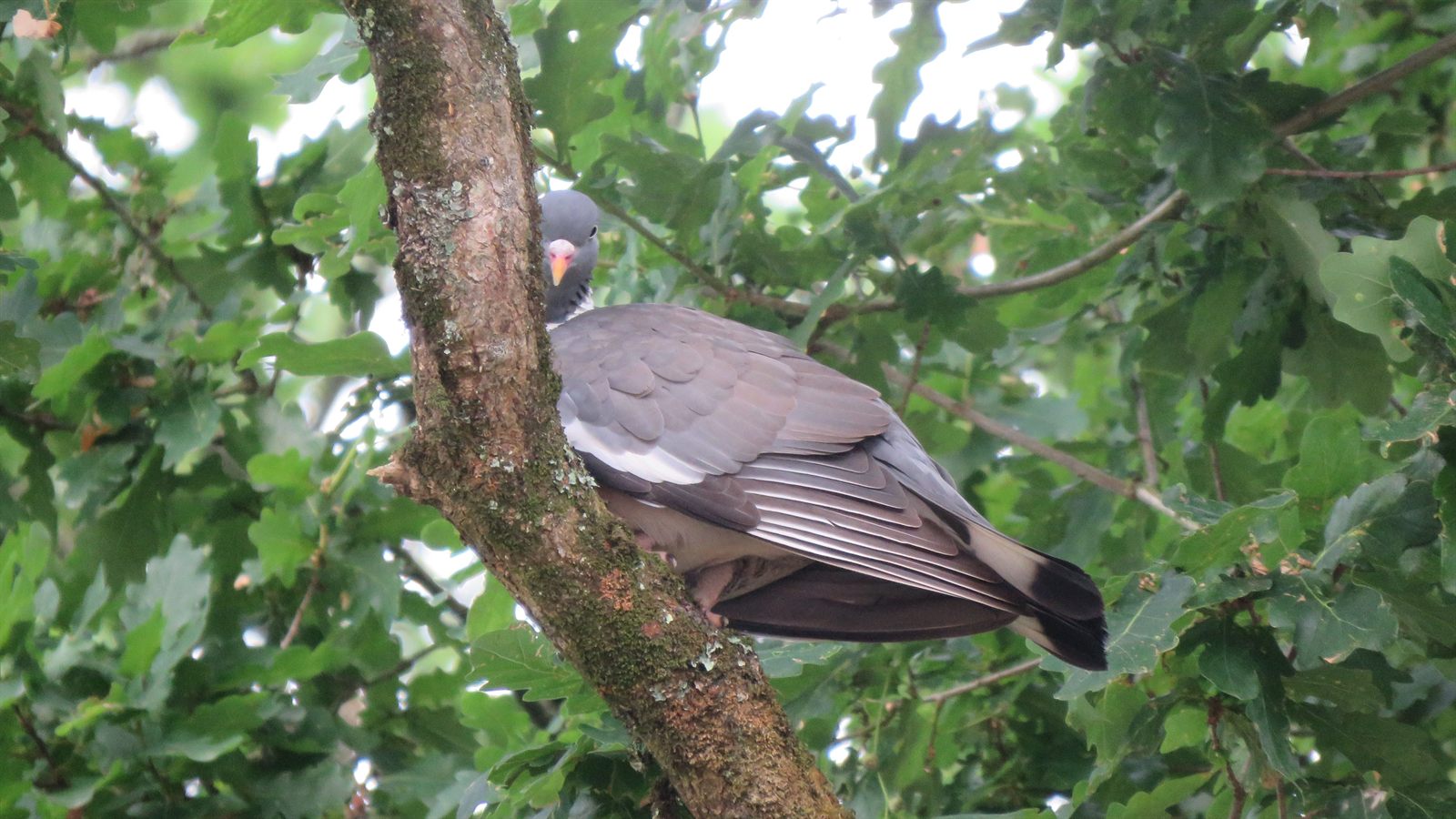 Pigeon ramier à Moutiers-les-Mauxfaits