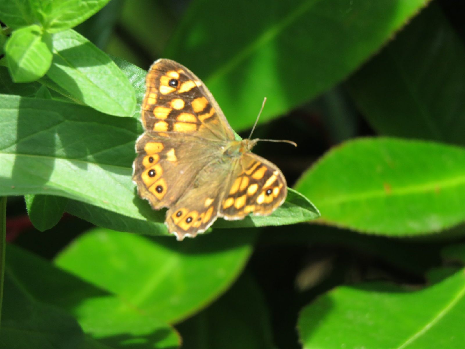 Papillon tircis à Moutiers-les-Mauxfaits