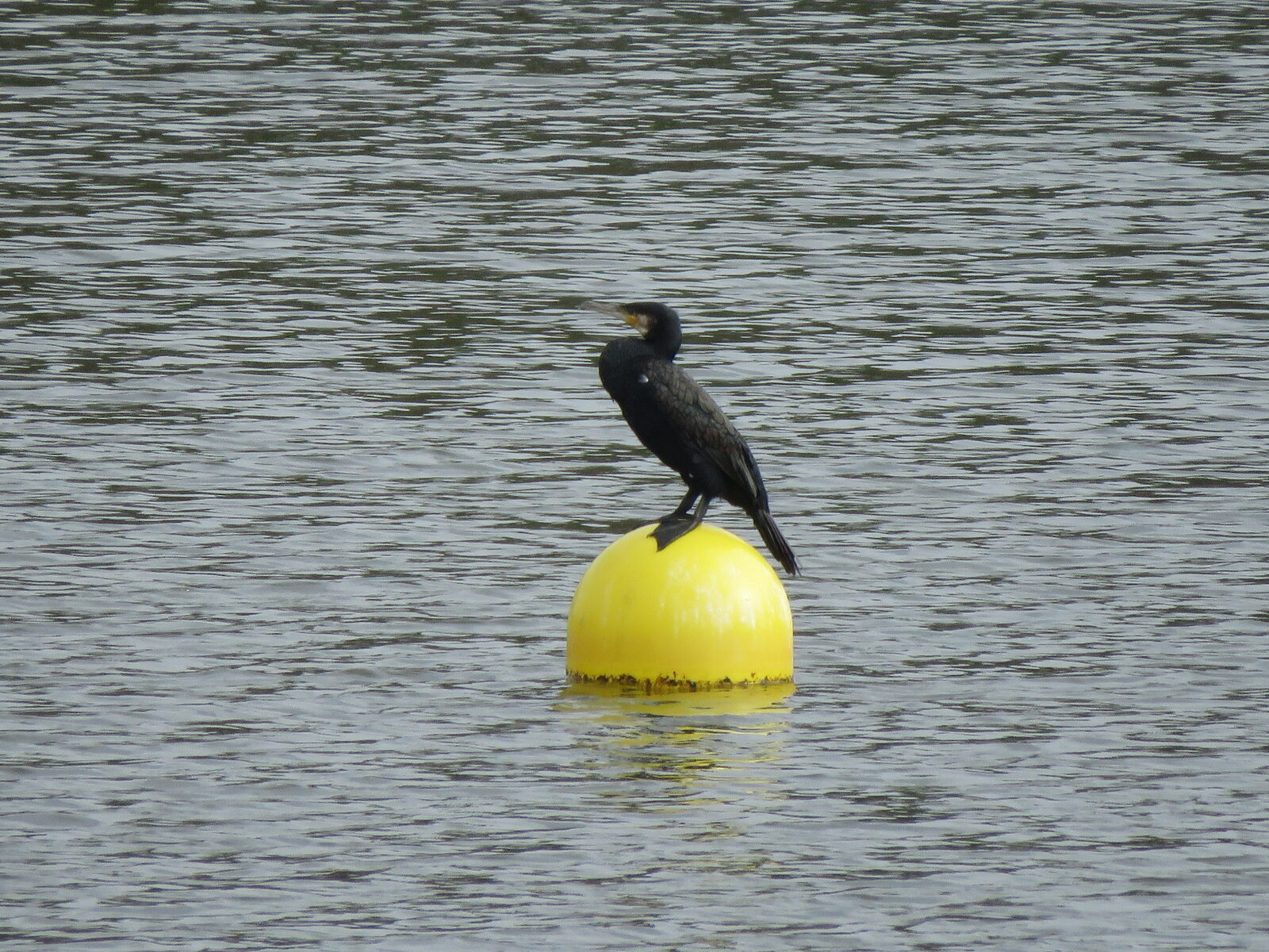 Grand cormoran sur une bouée du lac du Graon