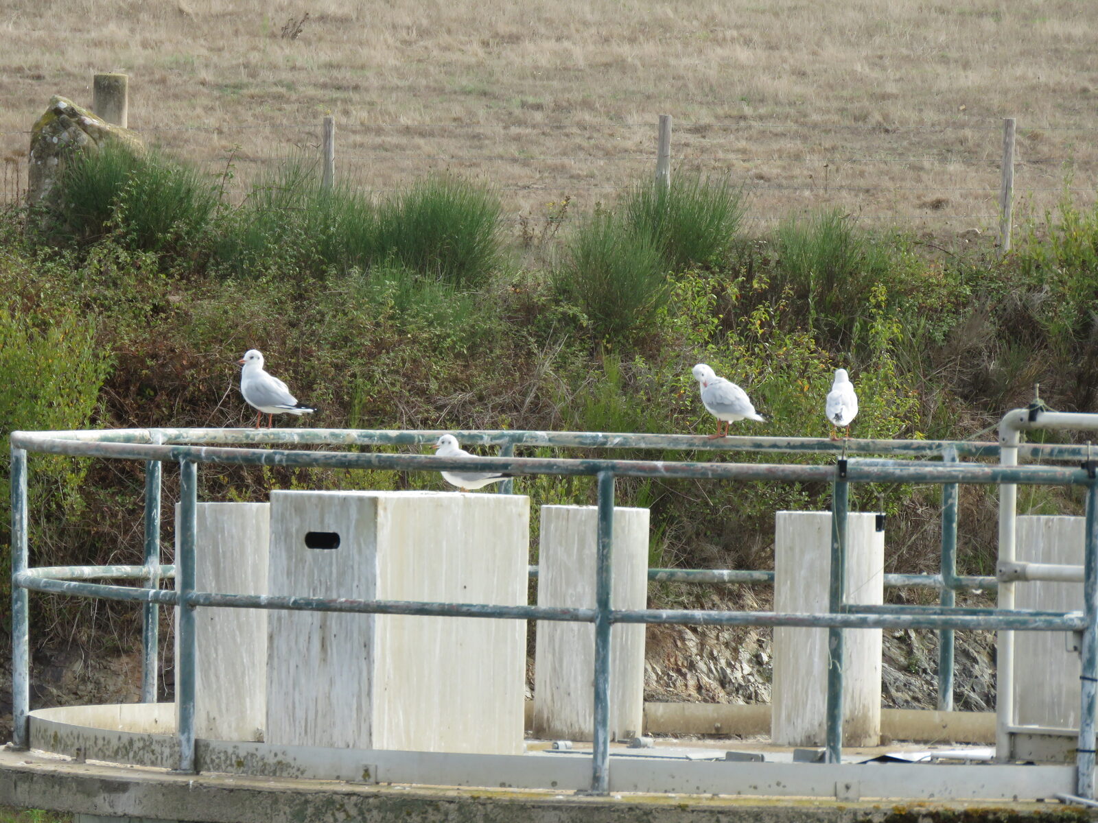 Mouettes posées sur les vannes du barrage du Graon